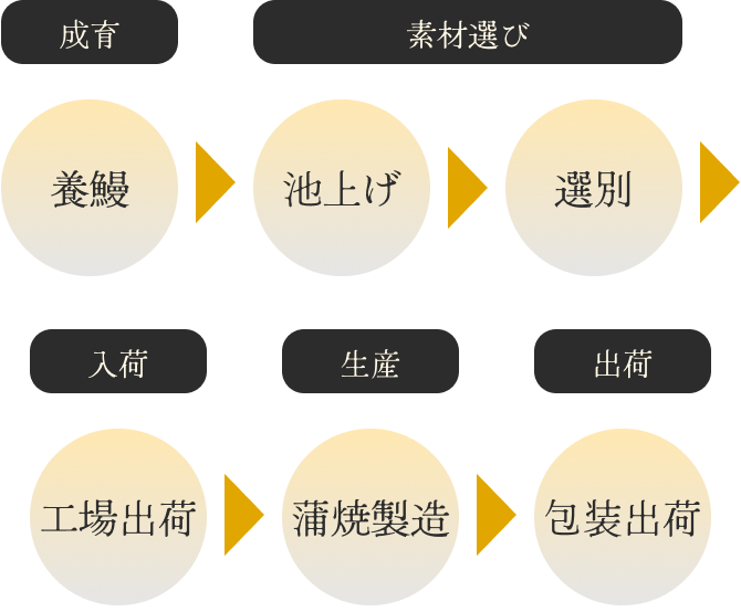 鰻楽の養鰻から出荷までの流れの図
