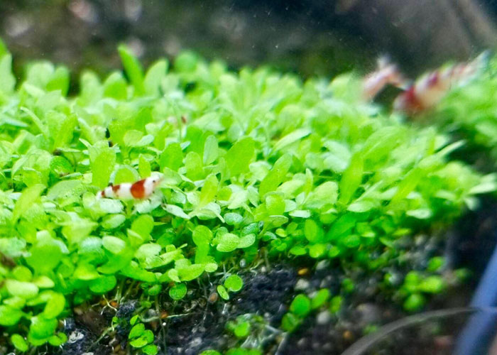 水草の世界 至高のうなぎ蒲焼はここにあり うなぎ処 鰻楽